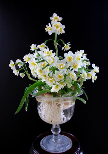 Picture 3 of 10 types of flowers often plugged in the family of the North of New Year