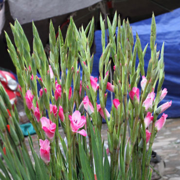 Picture 4 of 10 types of flowers often plugged in the family of the North of New Year