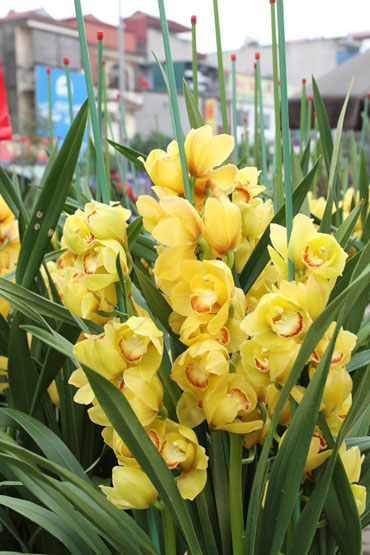 Picture 5 of 10 types of flowers often plugged in the family of the North of New Year