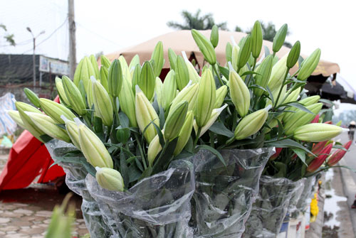 Picture 6 of 10 types of flowers often plugged in the family of the North of New Year
