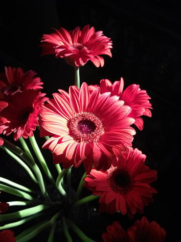 Picture 7 of 10 types of flowers often plugged in the family of the North of New Year