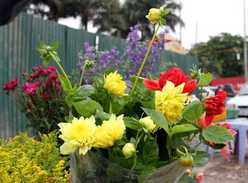 Picture 8 of 10 types of flowers often plugged in the family of the North of New Year