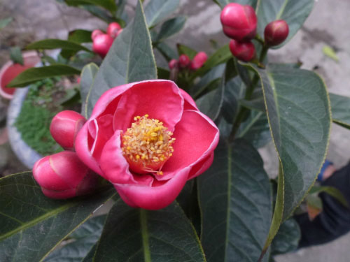 Picture 9 of 10 types of flowers often plugged in the family of the North of New Year