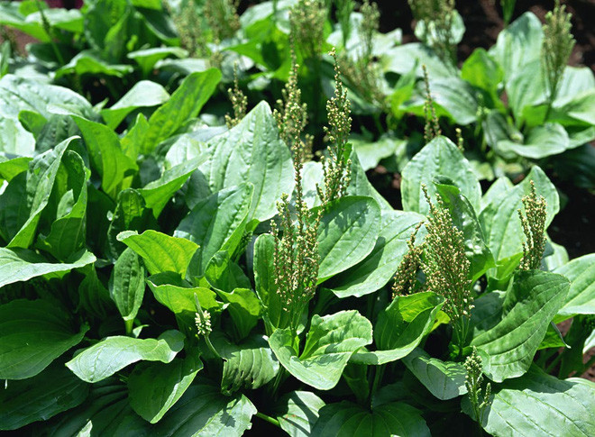 Picture 10 of 10 types of vegetables that contribute to incurable treatment only