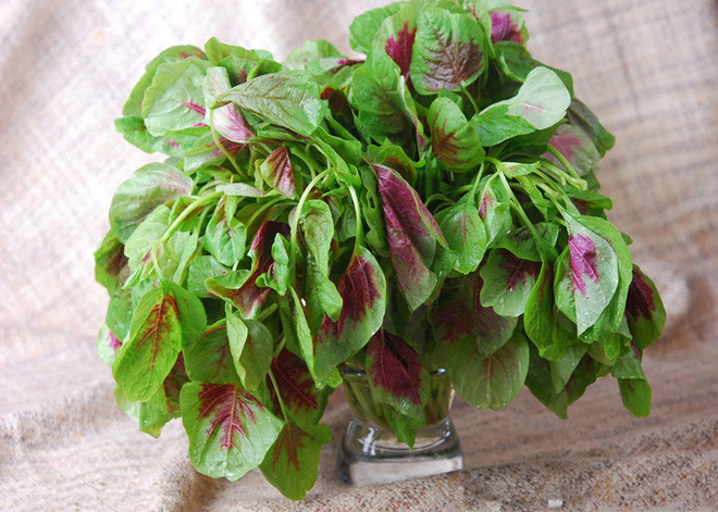 Picture 4 of 10 types of vegetables that contribute to incurable treatment only