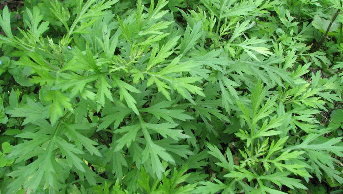 Picture 6 of 10 types of vegetables that contribute to incurable treatment only