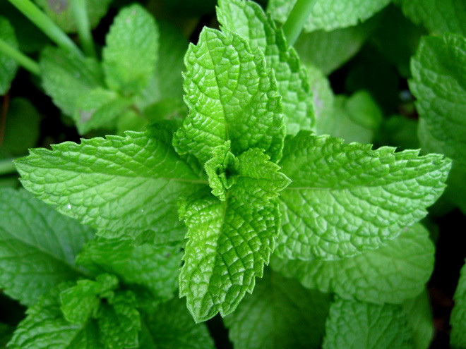 Picture 7 of 10 types of vegetables that contribute to incurable treatment only