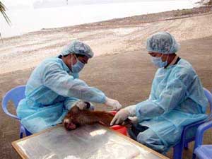 Picture 2 of 10 typical scientific and health events in 2005