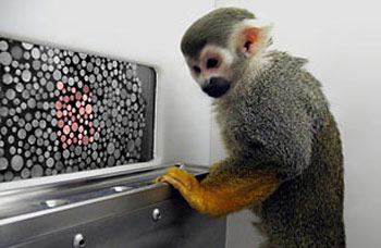 Picture 3 of 10 typical scientific discoveries in 2009