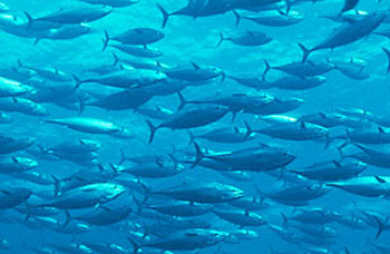 Picture 5 of 10 typical scientific discoveries in 2009
