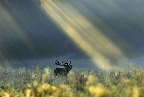 Picture 9 of 10 works won the Veolia international photography award