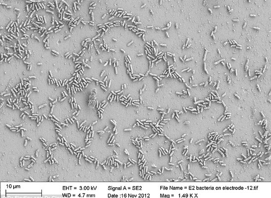 Picture 1 of 10 years from now there will be microbial electricity