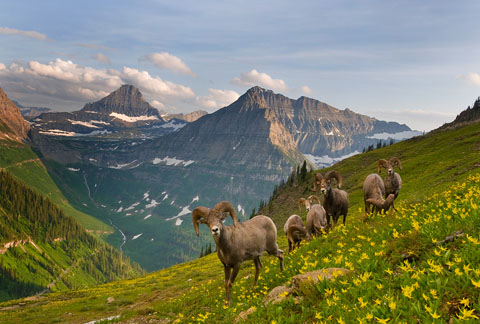Picture 15 of 100 days in Glacier park