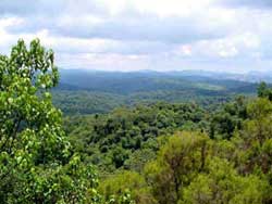 Picture 1 of 100 hectares of forest destroyed, commune leaders
