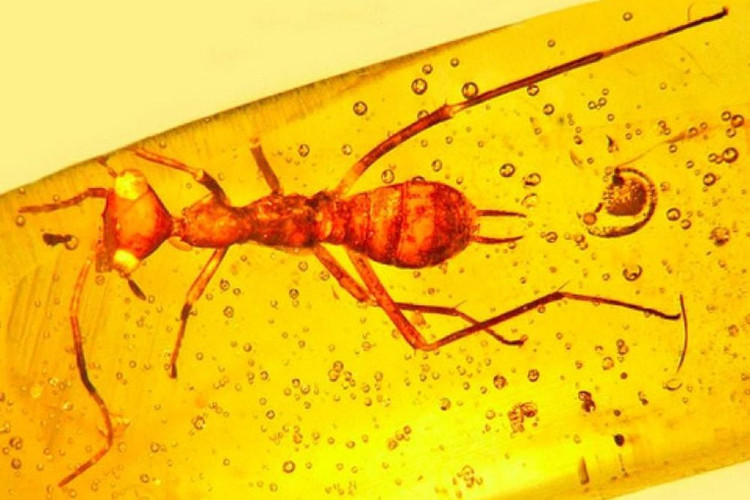 Picture 1 of 100 million-year insect fossils resemble alien creatures