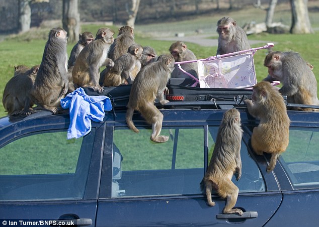 Picture 11 of 100 monkeys are given cars