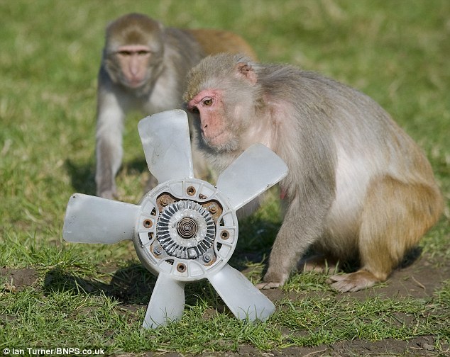 Picture 12 of 100 monkeys are given cars