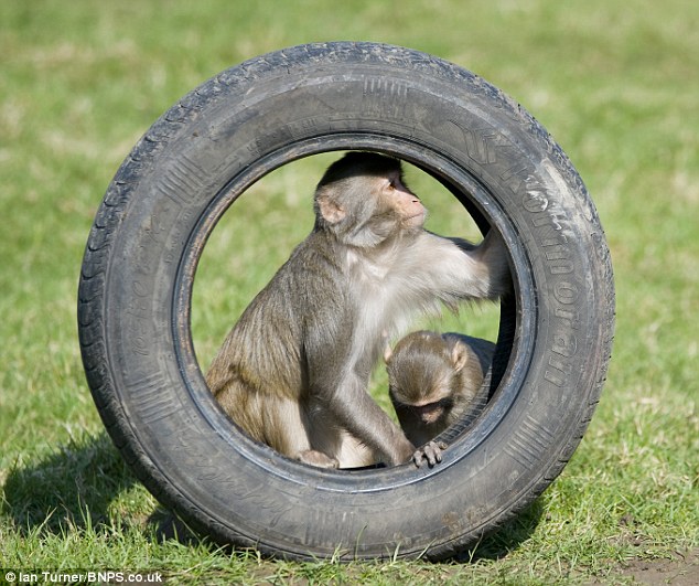Picture 13 of 100 monkeys are given cars