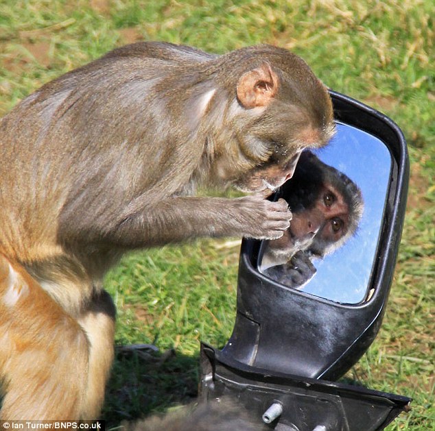 Picture 6 of 100 monkeys are given cars