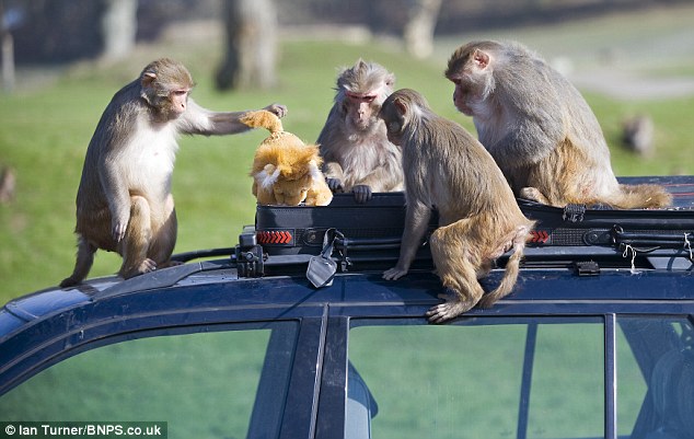 Picture 7 of 100 monkeys are given cars