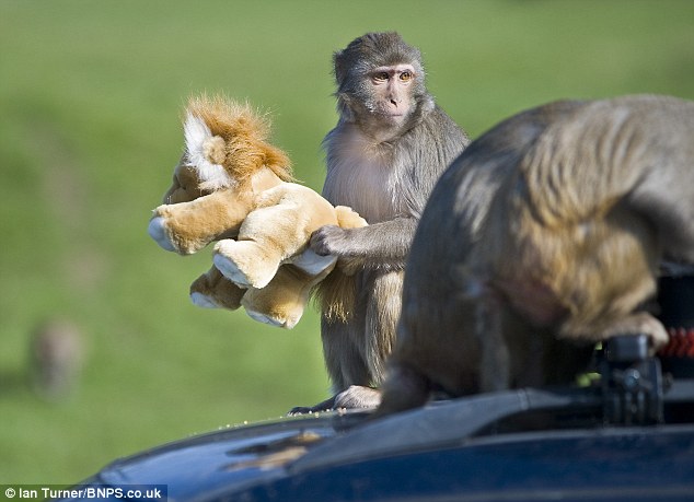 Picture 8 of 100 monkeys are given cars