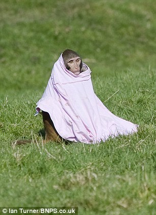 Picture 9 of 100 monkeys are given cars