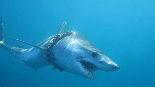 Picture 1 of 1000 sharks are living a miserable life because of the harmful effects of plastic on the ocean