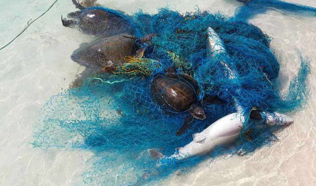 Picture 2 of 1000 sharks are living a miserable life because of the harmful effects of plastic on the ocean