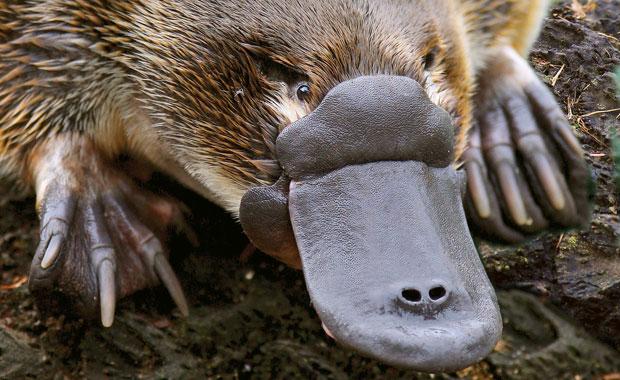 Picture 15 of 1001 strange reproduction patterns of animals