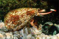 Picture 1 of 1001 types of self-defense of marine animals