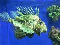 Picture 3 of 1001 types of self-defense of marine animals