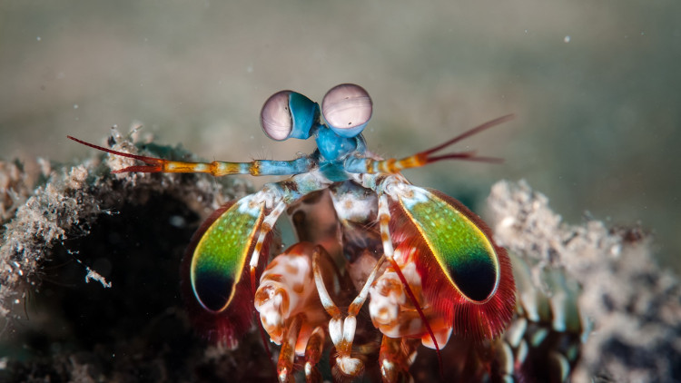 Picture 3 of 10cm long and living in the ocean, this creature can change the world