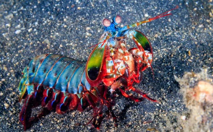Picture 4 of 10cm long and living in the ocean, this creature can change the world