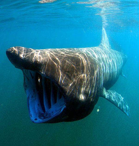 Picture 10 of 11 animals make people afraid but very gentle
