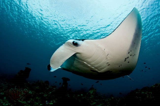Picture 11 of 11 animals make people afraid but very gentle