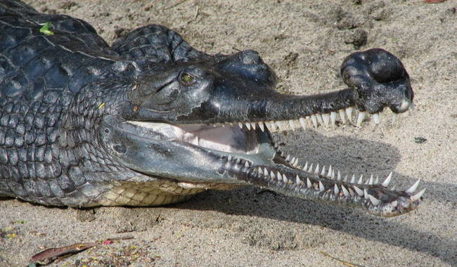 Picture 9 of 11 animals make people afraid but very gentle