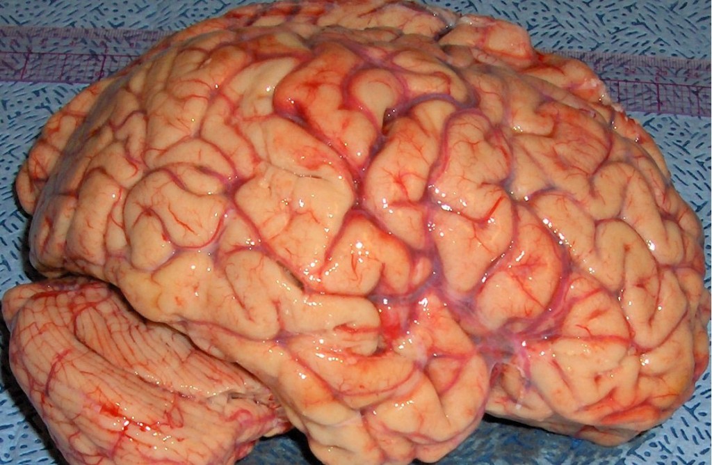 Picture 5 of 11 interesting facts about the human body not everyone knows