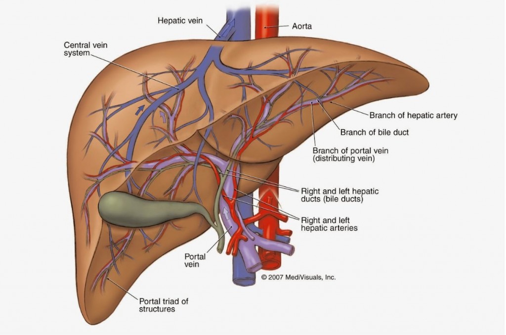 Picture 8 of 11 interesting facts about the human body not everyone knows