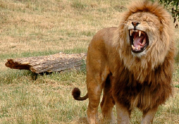 Picture 10 of 11 most terrifying cannibalistic animals