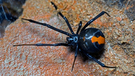 Picture 5 of 11 most terrifying cannibalistic animals