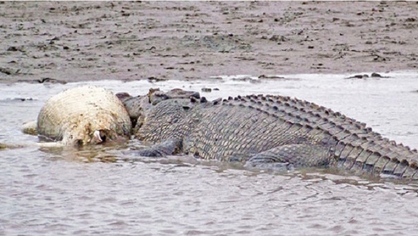 Picture 6 of 11 most terrifying cannibalistic animals