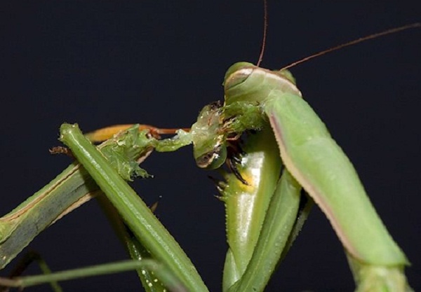 Picture 7 of 11 most terrifying cannibalistic animals