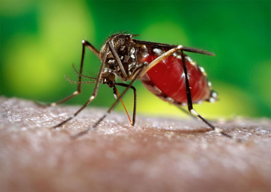 Picture 3 of 11 reasons mosquitoes are the most dangerous species on Earth