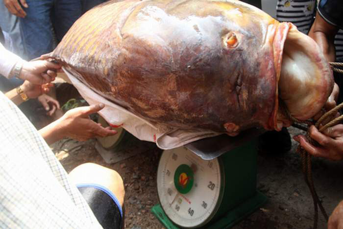 Picture 10 of 11 species of giant fish are in danger of extinction
