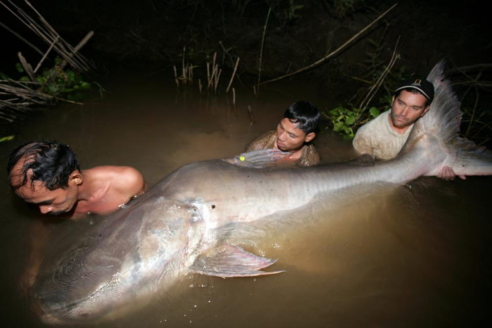 Picture 3 of 11 species of giant fish are in danger of extinction