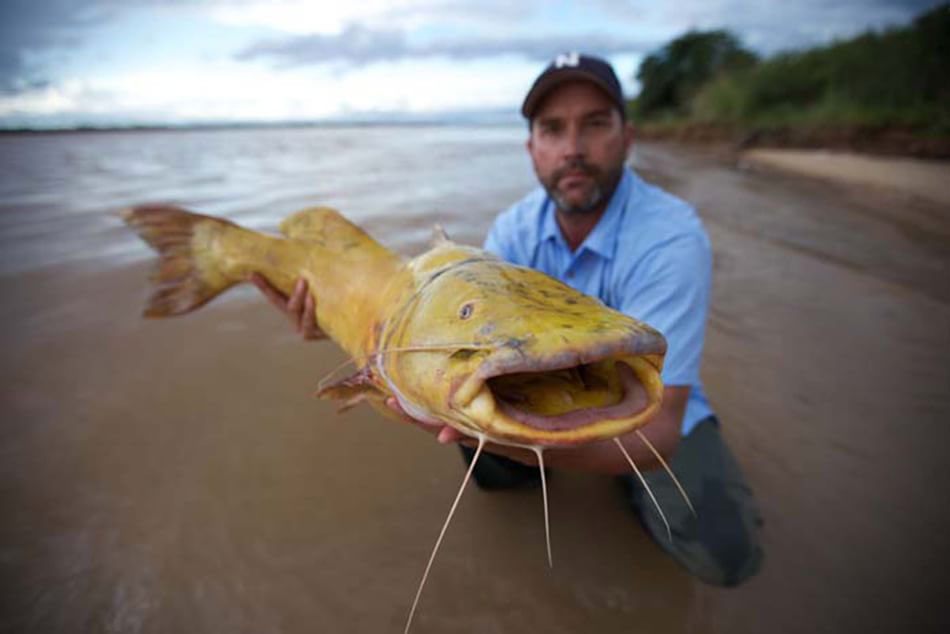 Picture 4 of 11 species of giant fish are in danger of extinction
