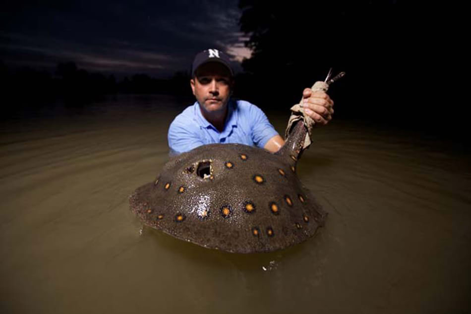 Picture 5 of 11 species of giant fish are in danger of extinction