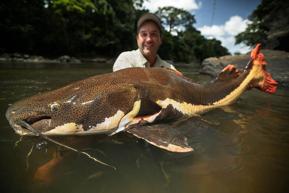 11-species-of-giant-fish-are-in-danger-of-extinction