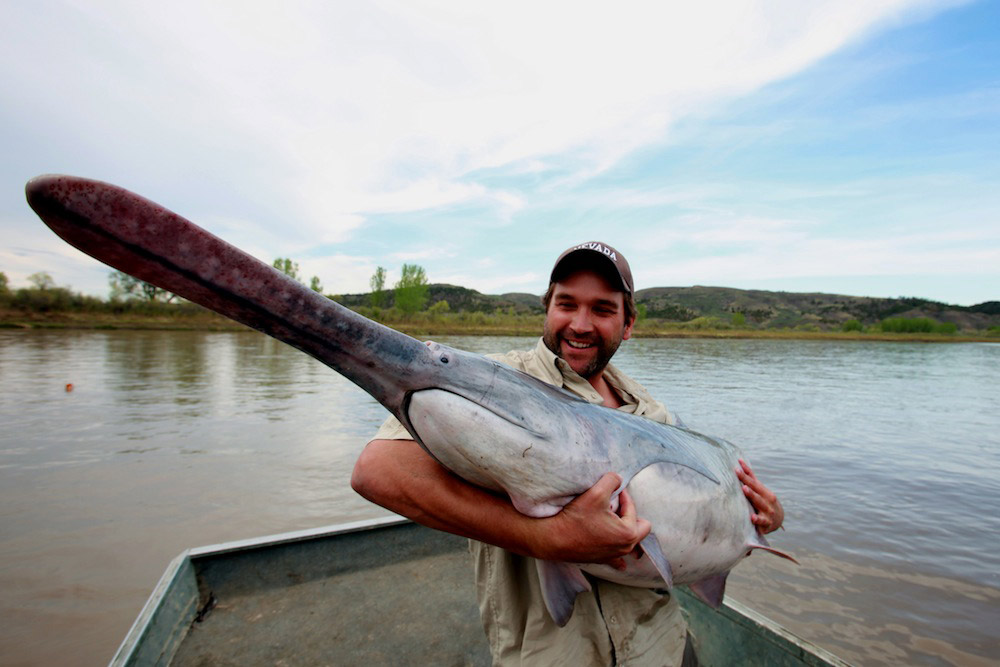 Picture 9 of 11 species of giant fish are in danger of extinction
