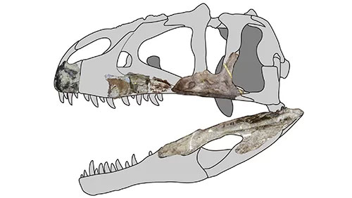 Picture 2 of 114 million-year-old fossils reveal new 'super beasts'